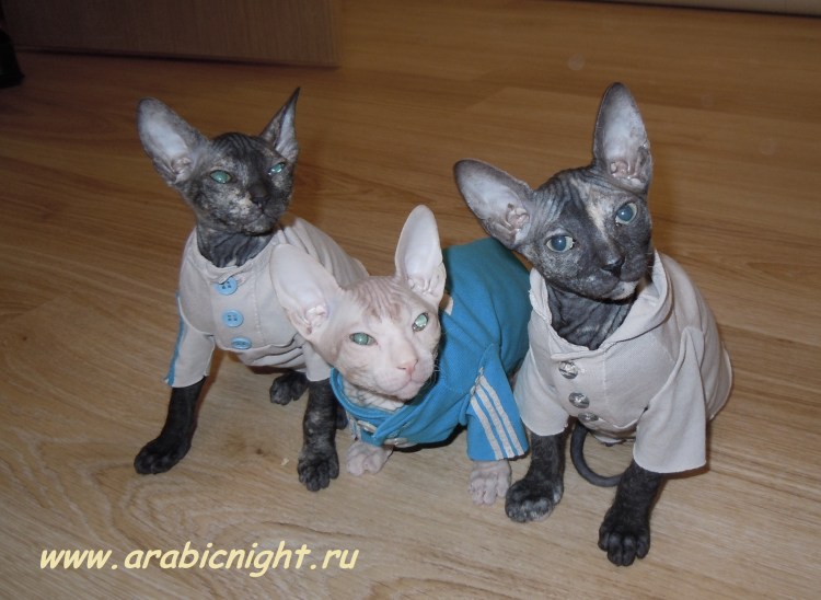 Вязаная одежда для кошек сфинксов