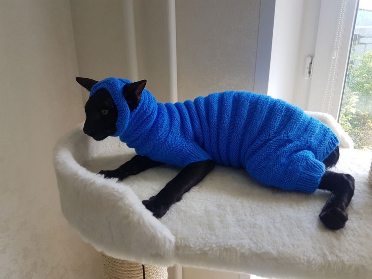 Одежда для кошек