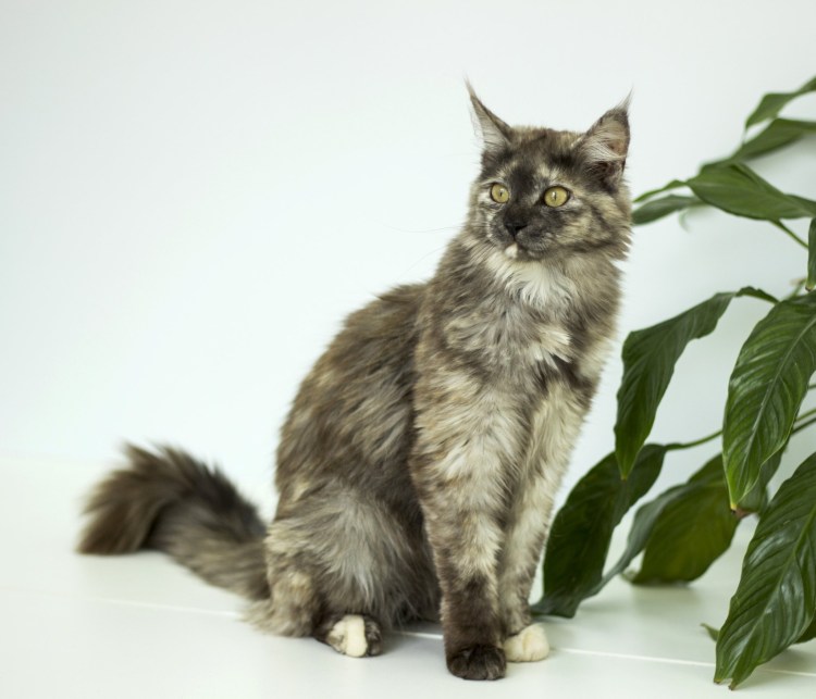 Кот метис Мейн куна