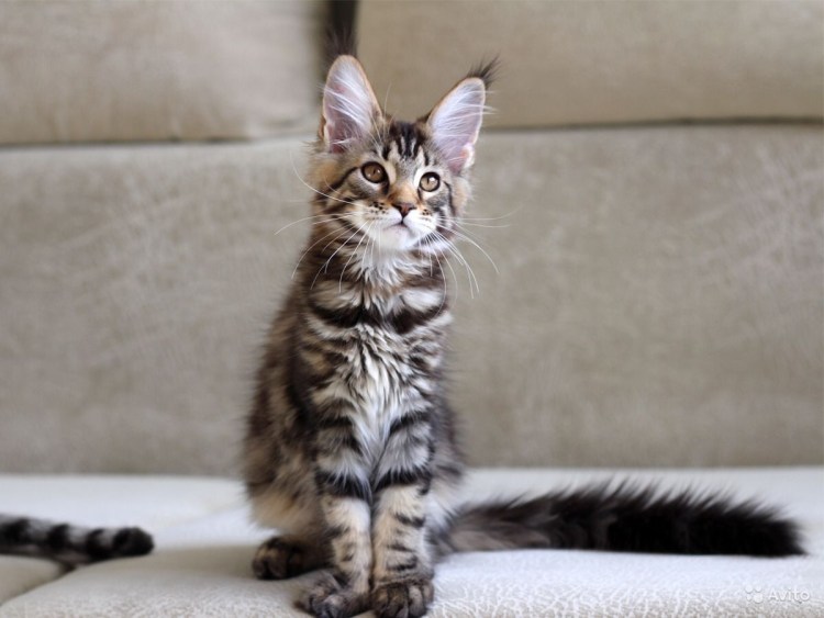 Кот метис Мейн куна