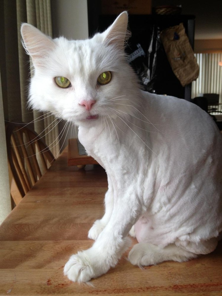 Стрижка кота