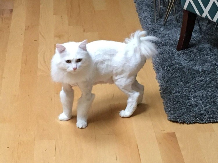 Смеси белых котов