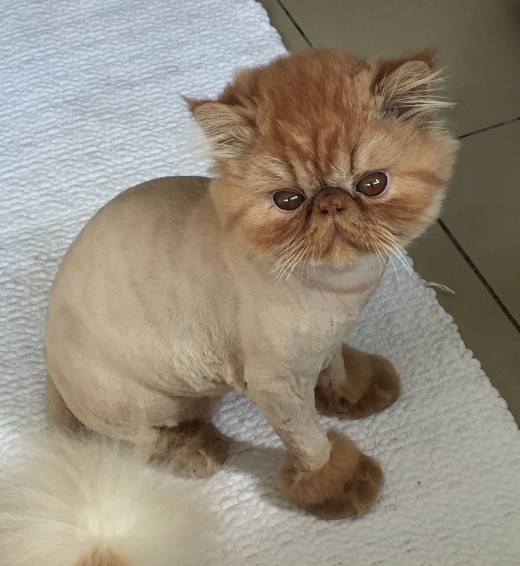 Побритый кот