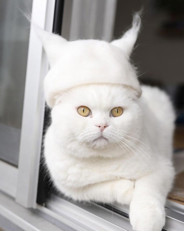 Креативные стрижки котов