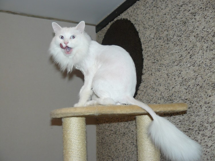 Стрижка кошек