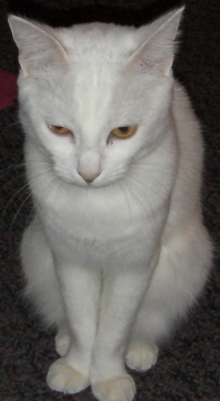 Коты до и после стрижки