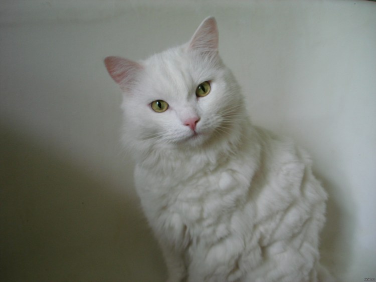 Смешно подстригли кота