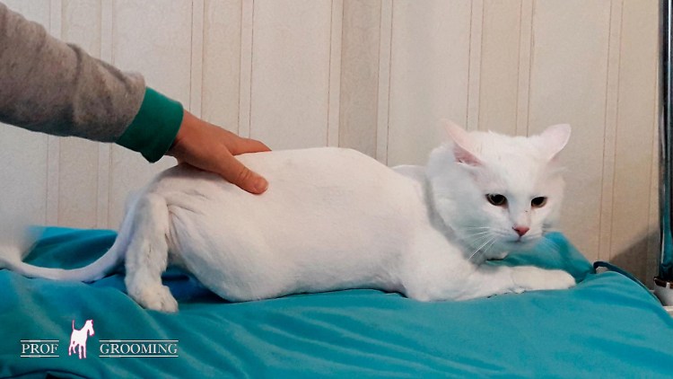 Груминг белого кота