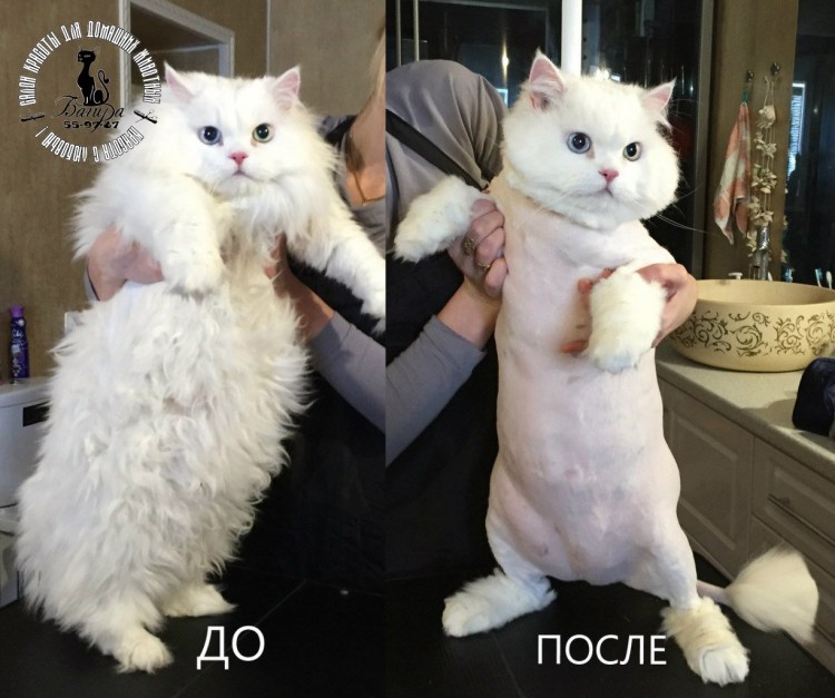 Стрижка кота экзота