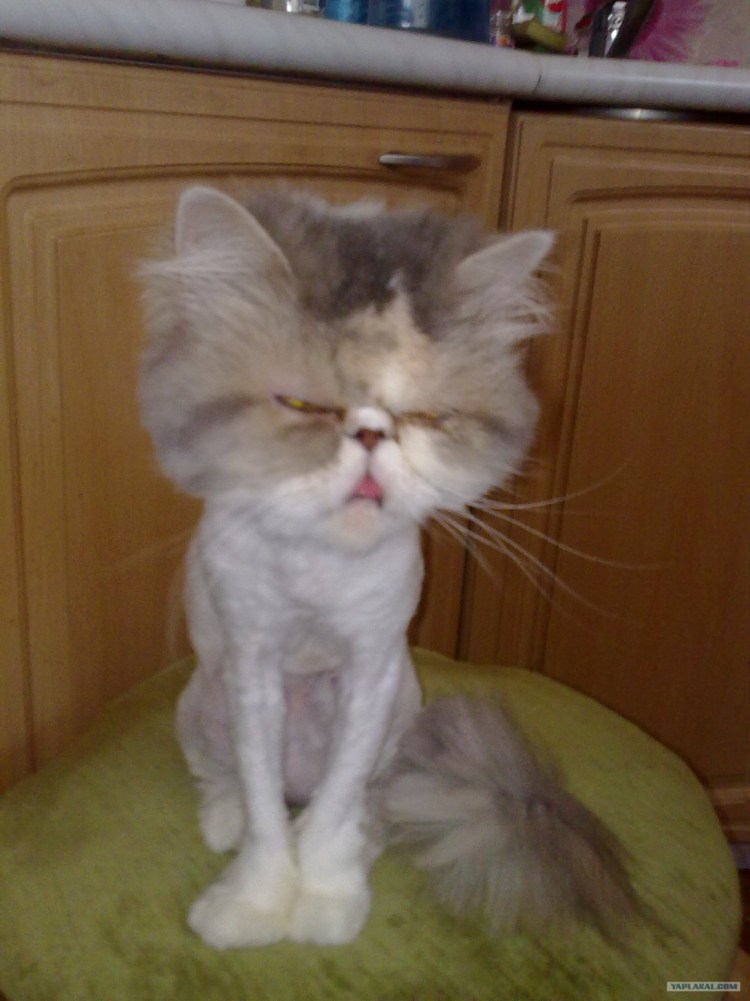 Стрижка черно белого кота