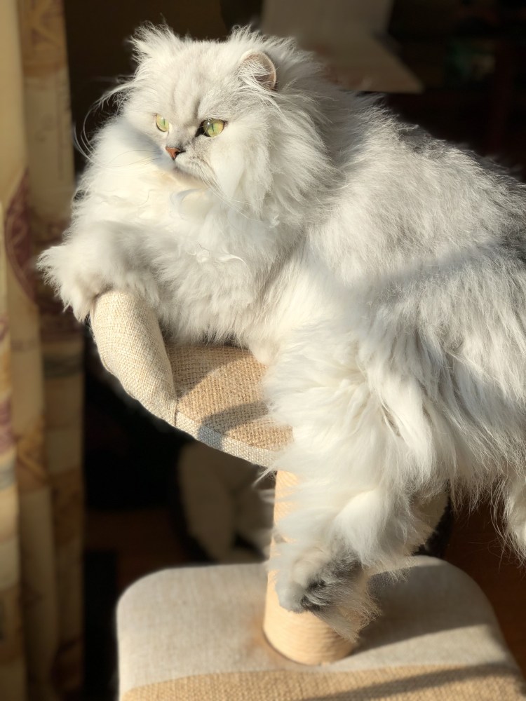 Шапочка из кошачьей шерсти