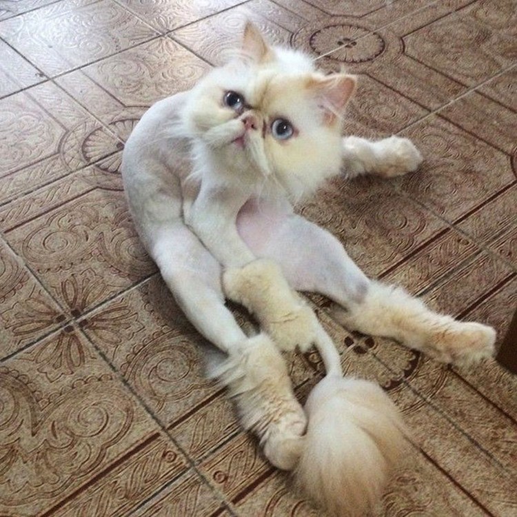 Стрижка кошек