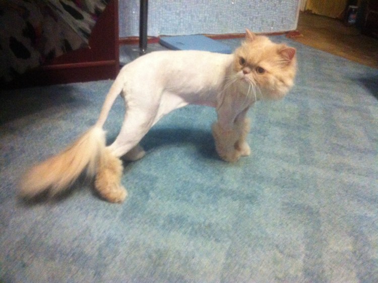 Стрижка персидских кошек