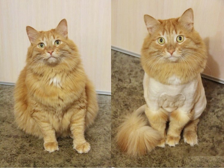 Креативные стрижки котов