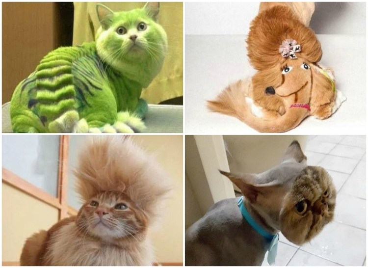 Кот с прической