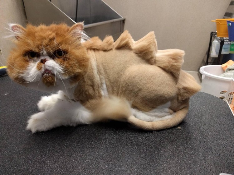 Стриженный рыжий кот