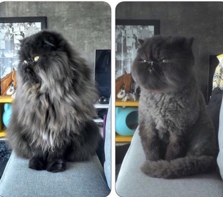 Стрижка шотландских котов