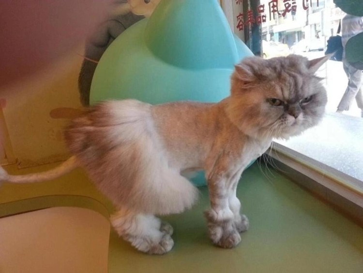 Стрижка кота