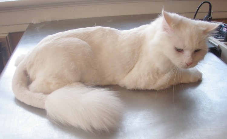 Стрижка кота