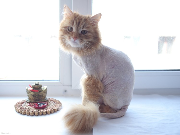 Креативные стрижки котов
