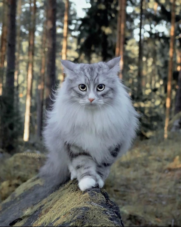 Сибирский Нибелунг длинношерстный