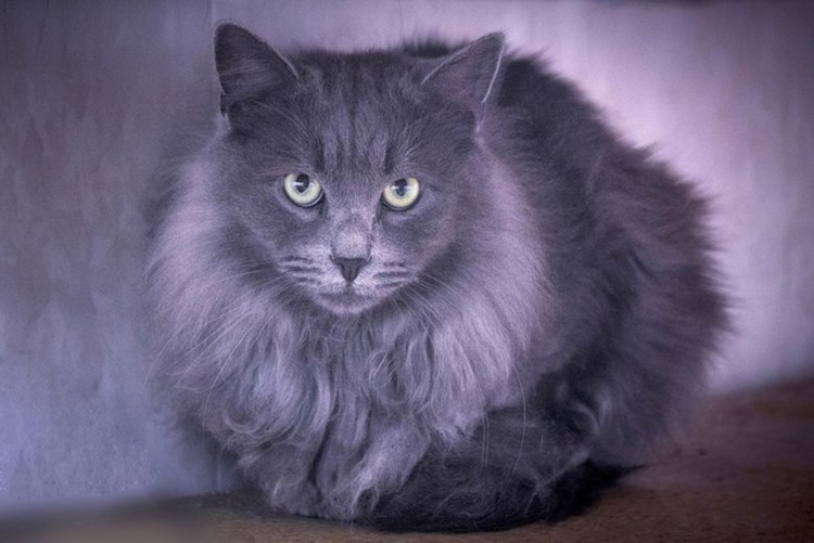 Мокрая Сибирская кошка