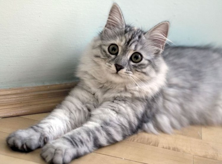 Сибирская кошка серая дымчатая