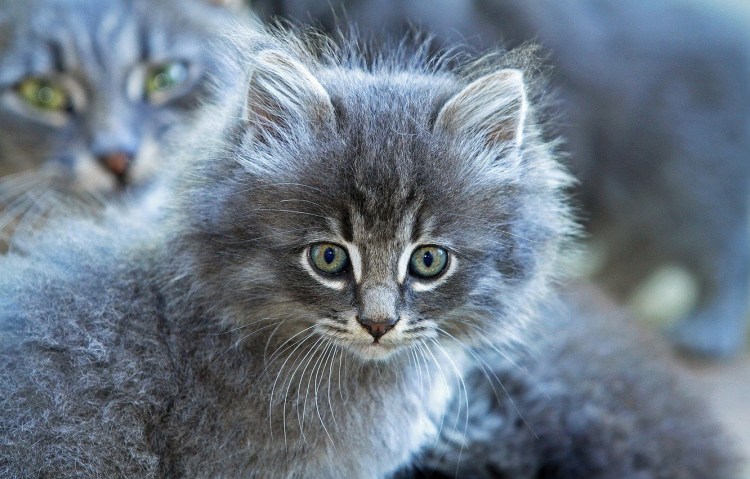 Сибирская кошка агути