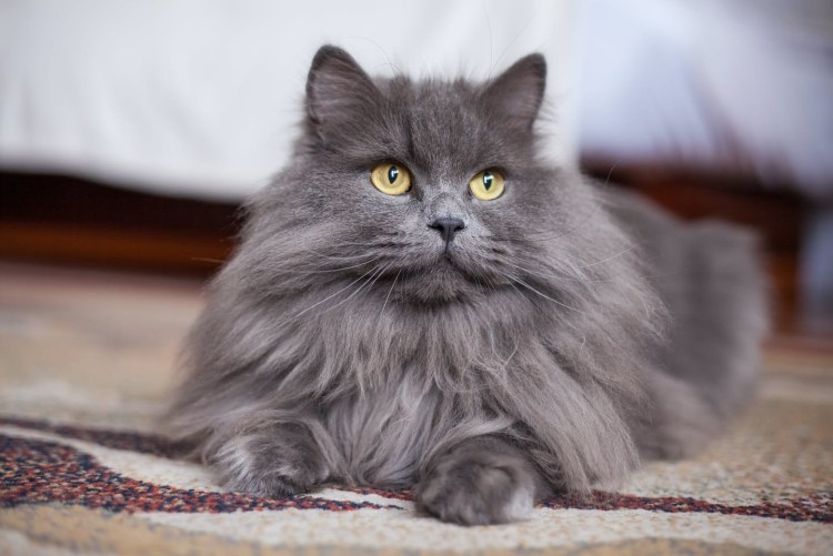 Норвежская Лесная кошка дымчатая