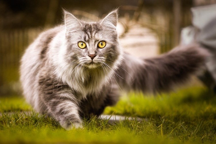 Серо белая кошка