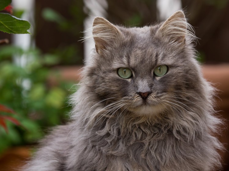 Зеленоглазый Сибирский кот