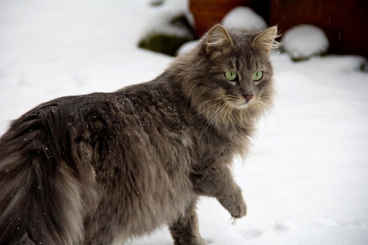 Сибирская длинношерстная кошка