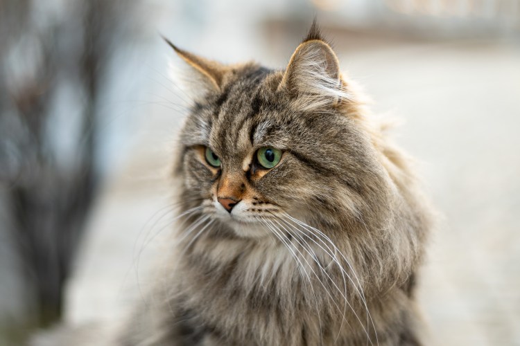 Сибирская кошка дымчатая