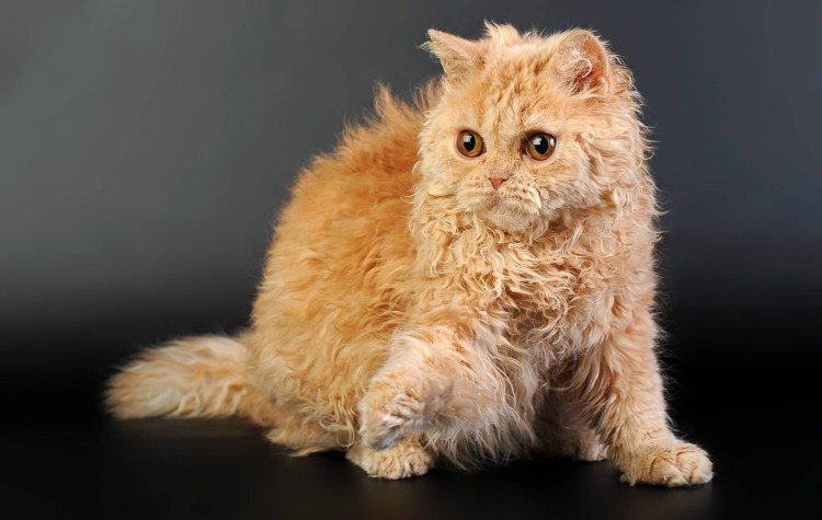 Селкирк рекс кошка
