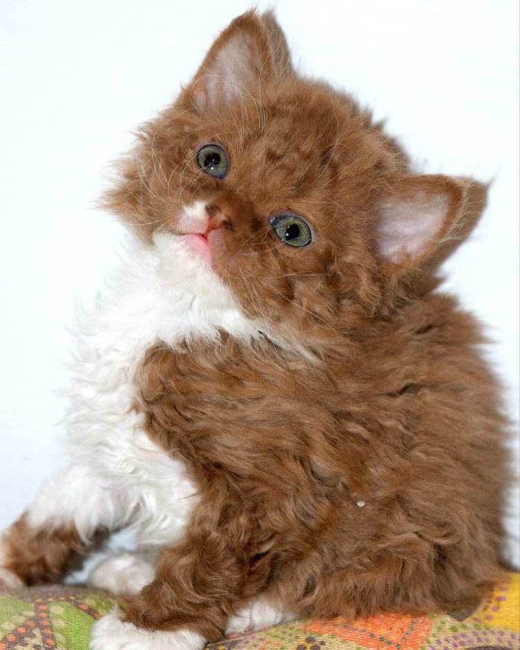 Коты Селкирк рекс