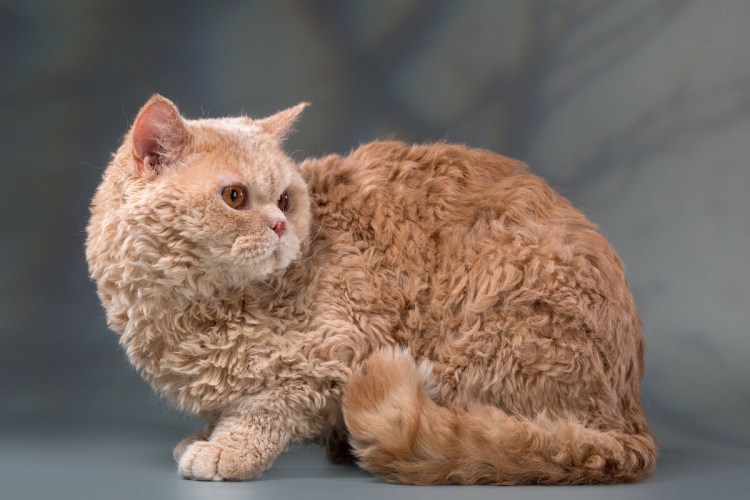 Кот Селкирк рекс