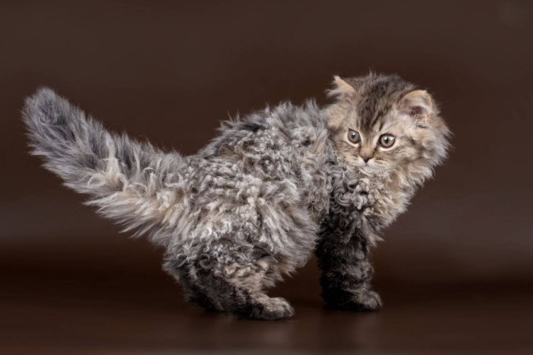 Селкирк рекс кошка короткошерстный