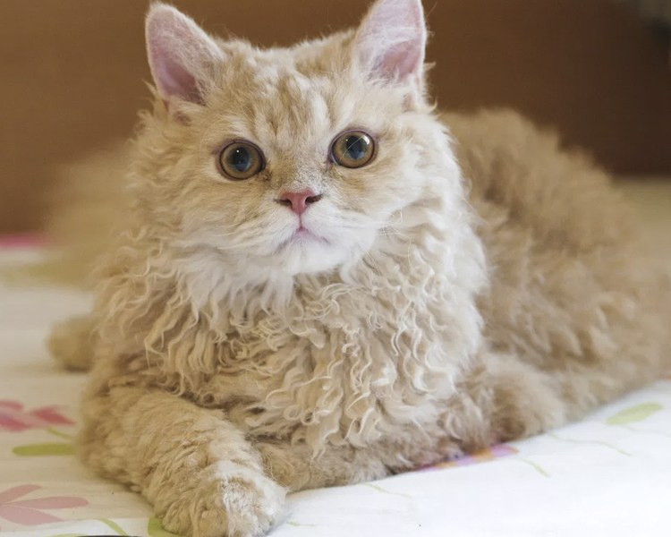 Кот Селкирк рекс