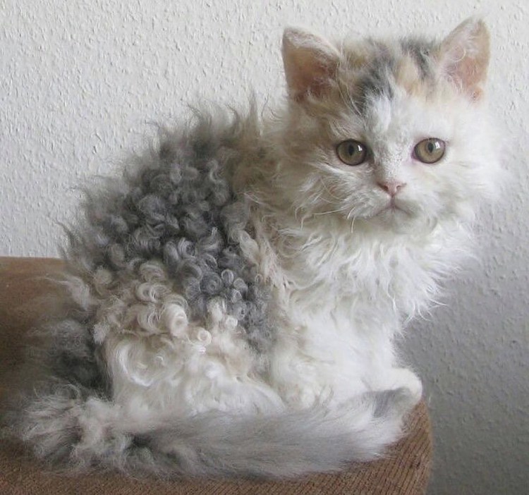 Кот Селкирк рекс