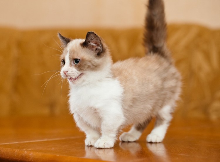 Коротколапые котята Манчкин