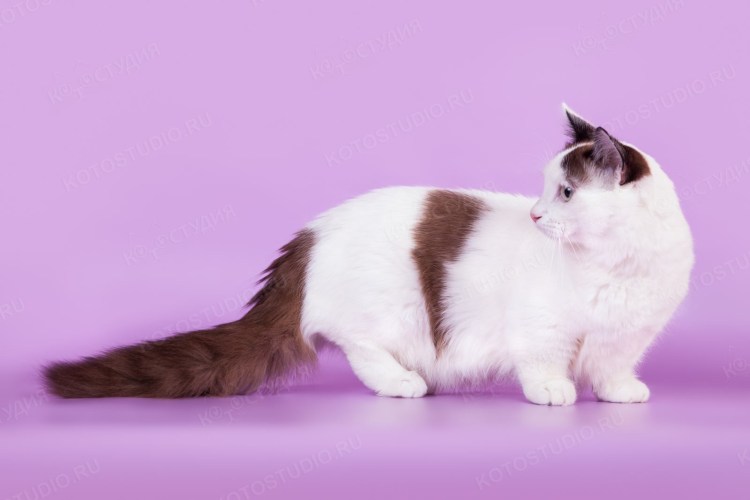 Котята породы Манчкин