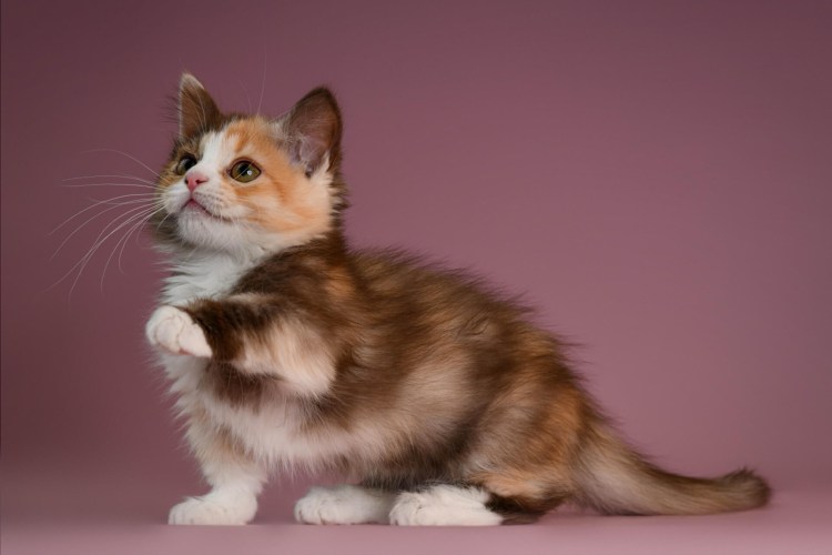Манчкин кот