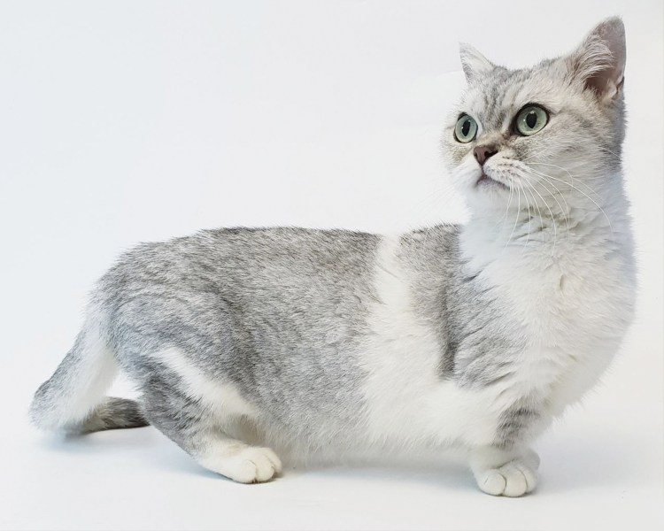 Коротколапые котята Манчкин