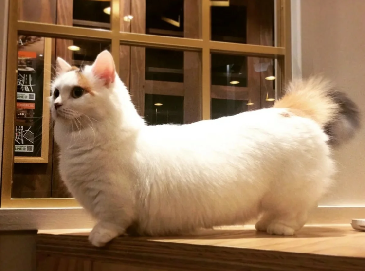 Коты Манчкин