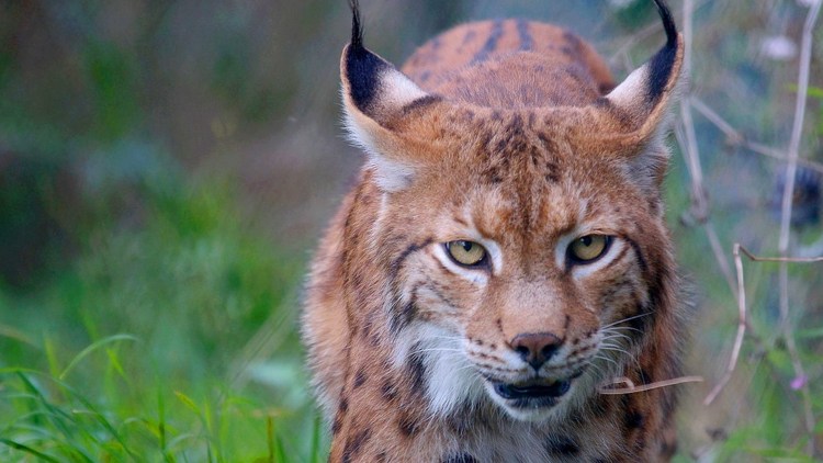 Рысь — Lynx Lynx