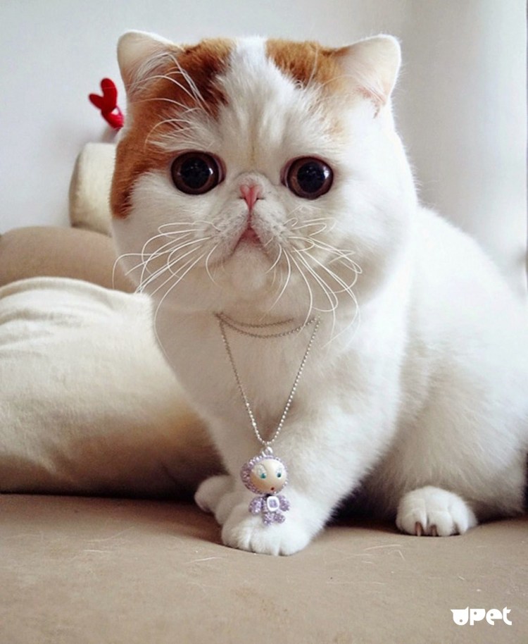 Кошки экзоты короткошерстные