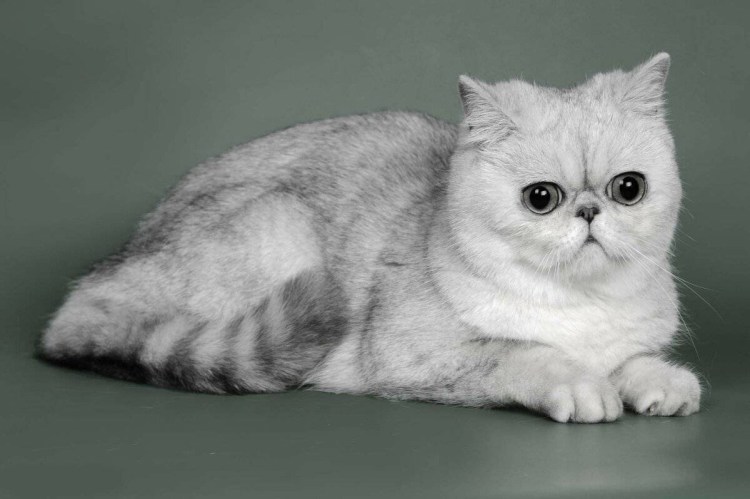 Курносые кошки
