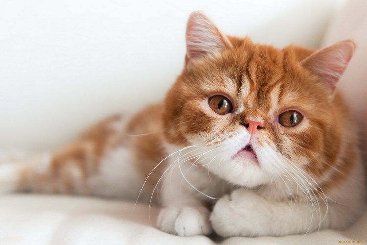 Котята породы экзот