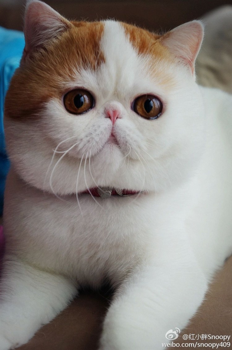 Кот американский экзот