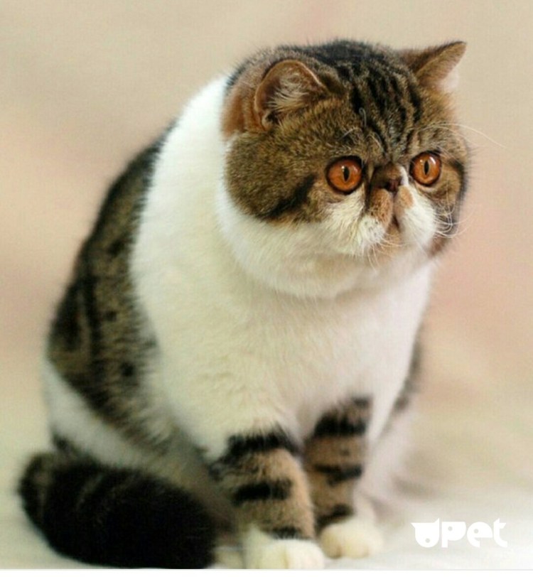 Экзотическая короткошерстная кошка